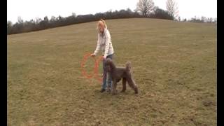 Tricks mit Pudel Diva [upl. by Prady]