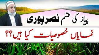 Nasar Puri Onion Variety Characteristics  Crop Reformer [upl. by Tihor]