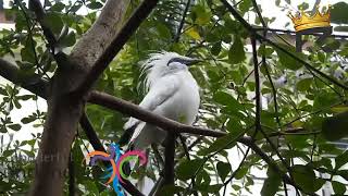 JALAk BALI  WONDERFUL INDONESIA birds jalakbali wonderful wildlife [upl. by Krysta]