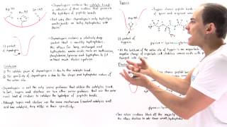 Specificity of Serine Proteases Chymotrypsin Trypsin and Elastase [upl. by Nitnilc]