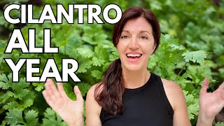 Growing Cilantro amp How to Keep it Growing Year Round [upl. by Nahtanaoj842]