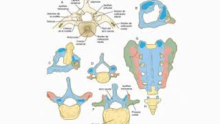 Histología CBCC5  T18b  Embrión somítico Desarrollo del sistema músculo esquelético parte 2 [upl. by Atires101]