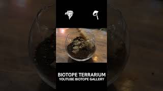 테라리움만들면서 힐링하기 terrarium [upl. by Mccandless382]