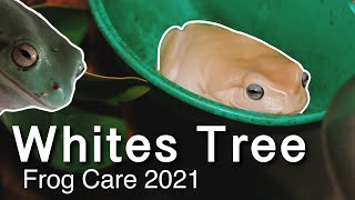 Complete White’s Tree Frog Care Guide 2021 [upl. by Eleon]