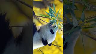 Giant Panda Ailuropoda melanoleuca in Bear Family Ursidae  Observed in Description [upl. by Ruhnke]