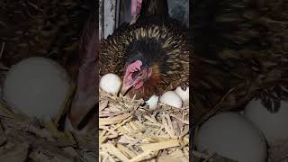 hen harvesting eggs to chicks shorts [upl. by Frederique]