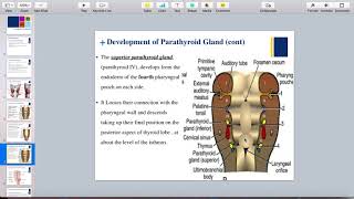 Development of parathyroid gland [upl. by Erdah]