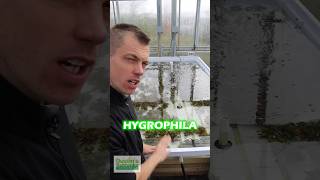 NEW HYGROPHILA CORYMBOSA COMPACTA BASIN PART 1 [upl. by Purity]