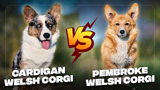 Cardigan Welsh Corgi vs Pembroke Welsh Corgi The Differences [upl. by Ettelocin837]