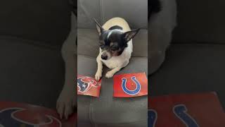 Texans vs Colts nfl nflpredictions nflfootball week8 houstontexans indianapoliscolts dog [upl. by Yuhas]