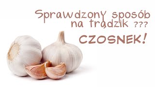 Mój sprawdzony sposób na trądzik  pryszcze  CZOSNEK [upl. by Nolyarb]