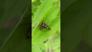 Amata Huebneria cute moth with white spots motifs on its blackcoloured wings🦋 moth amatahuebneri [upl. by Hodges]