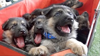 THE CUTEST German Shepherd Puppies Ever [upl. by Darnoc]