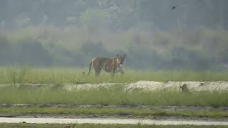 Tiger sighted on foot  chitwan national park barahi jungle lodge safari  chitwan [upl. by Jonati864]