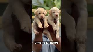 Labrador puppies  Tamil  more enquiries contact me  shorts shortsfeed labrador dog [upl. by Schach438]