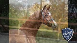 MARLEY 2021 Gelding by Marc Cain [upl. by Burtie]