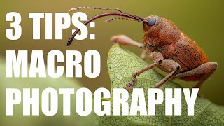 3 Tips to take Your Macro Photography to the Next Level [upl. by Painter511]