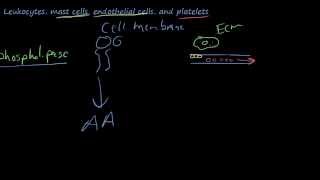 25  The chemicals of inflammation  Arachidonic AcidProstaglandinsLeukotrienesLipoxins [upl. by Hiasi]