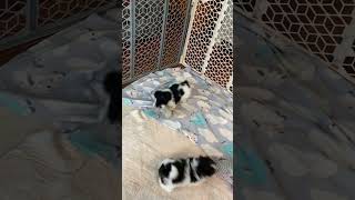 Havanese puppies [upl. by Congdon410]