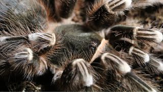 Giant White Knee Tarantula Acanthoscurria geniculata [upl. by Ikcin]