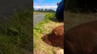 Dogs reaction to the Isle of Man TT racing 😂 isleofmantt southern100 superbike dogreaction [upl. by Itra85]