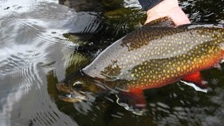 Nipigon River Brook Trout Pt 2 Northern Ontario [upl. by Bellaude175]