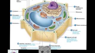 Cell Organelles Lysosomes [upl. by Auqenwahs324]