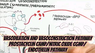 Vasodilation And Vasoconstriction Pathway Prostacyclin cAMPNitric Oxide cGMPEndothelin Pathway [upl. by Elyrehc]