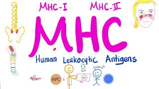 Major Histocompatibility Complex MHC  Human Leukocytic Antigen HLA  Immune System [upl. by Lundell]