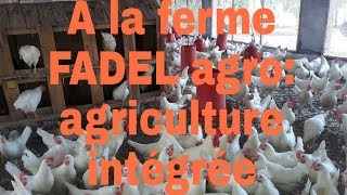 A la ferme FADEL agro agriculture intégrée [upl. by Yesiad497]