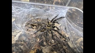 Heterothele gabonensis Gabon Blue Dwarf Baboon Tarantular pairing [upl. by Lefkowitz164]