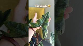 Alocasia Jacklyn  Planted Mind  shorts [upl. by Briant783]