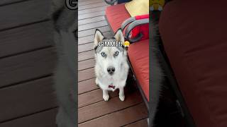 My husky demands treats husky huskydog cutedogs funnydog doglove dogshorts doglovers dogs [upl. by Adalbert]