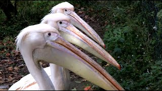 Pelicans line up [upl. by Kelton]