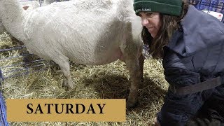 7 Days of Lambing SATURDAY Vlog 133 [upl. by Amanda]