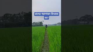 ধানের পরাগায়ন কিভাবে হয় [upl. by Namrak]