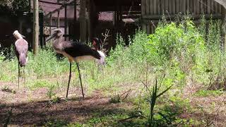 Breeding pair of saddlebill storks with two well grown chicks at Zoo Santo Inacio Portugal [upl. by Allerie]