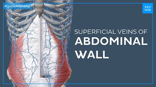 Superficial veins of the abdominal wall  Quick Anatomy  Kenhub [upl. by Amorette50]