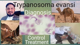 Trypanosomiasis treatment  Surra Diagnosis Treatment  Control of flies  drj vet clinic [upl. by Nuavahs742]