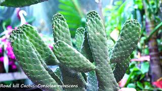 Cutest Cactus Ever Consulea Rubescens Cactus [upl. by Leamsi104]