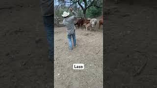 LAZITO SIERREÑO cowboy asiseviveenelrancho caballos nature animals vaca horse sierra rancho [upl. by Yeo]