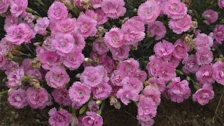 Dianthus Production Tips  Walters Gardens [upl. by Joachima]