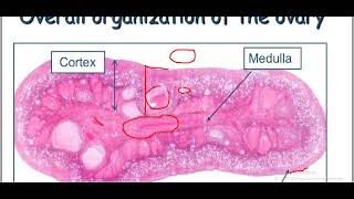 Practical female genital system histology [upl. by Pulchi]