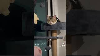 cats cat catadventures animalmeow cute catventures catmeow kitten catexplorer jealous [upl. by Aniratac702]