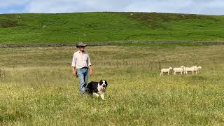 Huthwaite Flash Lot 15 Dolgellau Online Sale of Working Sheepdogs 5723 Derek Cheetham [upl. by Kelcey]