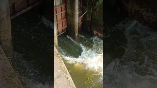 Switch Gate Open Water 🇧🇩 shorts viralshort shortsfeed water shortvideo shortsviral [upl. by Veal144]