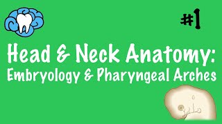 Head amp Neck Anatomy  Embryology amp Pharyngeal Arches  INBDE [upl. by Odlanier846]