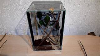 Terrarium einrichten für Gottesanbeterin 02 [upl. by Selinski61]