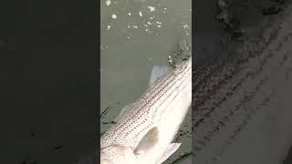 Striped Bass Catch and Release NJ Fishing [upl. by Anatlus]