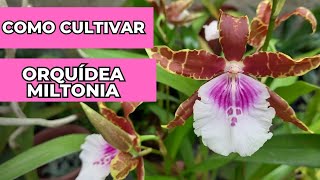 COMO CULTIVAR MILTONIA  ORQUÍDEA DE FÁCIL CULTIVO E MUITO PERFUMADA [upl. by Roseann325]